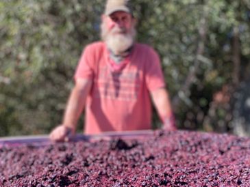 Tony overseeing fermenting grapes. 