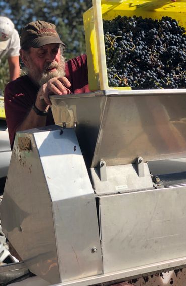 Grapes are always hand harvested.