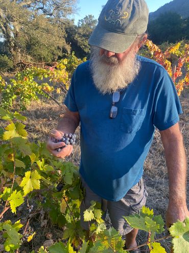 Optimal ripeness offers the correct balance between sugar and acidity.