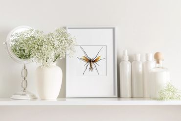 Scary spider mosquito framed art. Fantasy creature mutation Insect art. Modern decor mutant