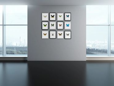 Framed butterflies and beetles taxidermy. Modern interior design. Butterfly artwork.