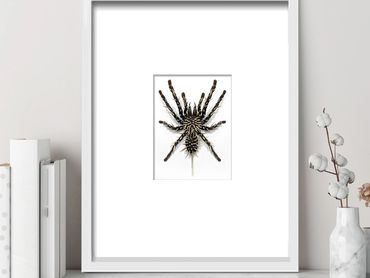 spider modern decor scary hairy mutant tarantula on shelf. fantastic creature art