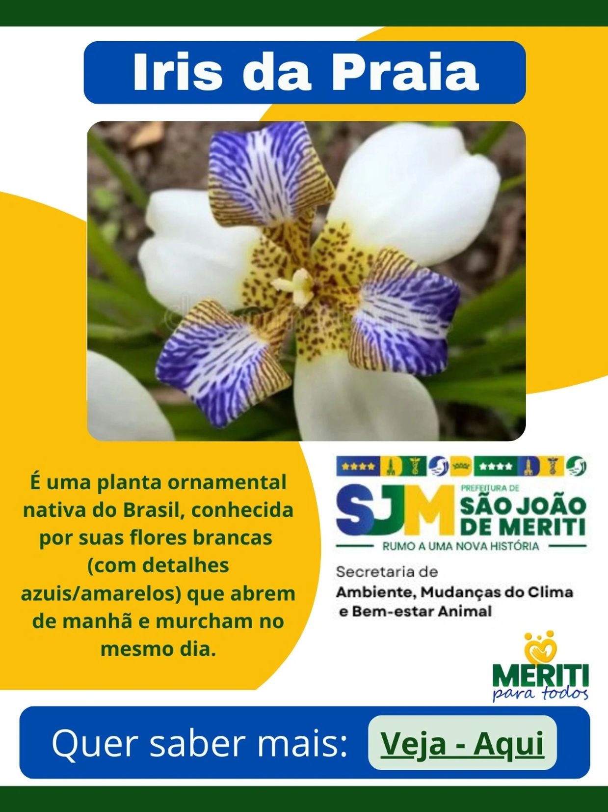 Flor Iris da Praia com pétalas brancas e detalhes azuis/amarelos.