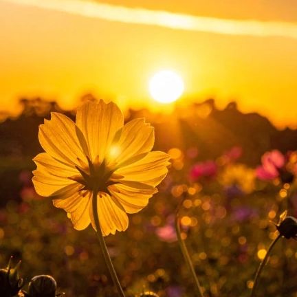 Yellow flower glowing in sunset light.