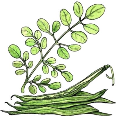 Watercolor illustration of drumstick leaves and pods.