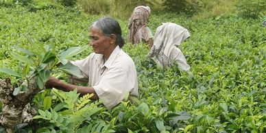 SriLanka Reisen Tee-Ernte