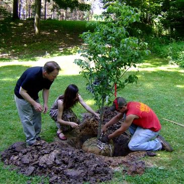 planting a tree
