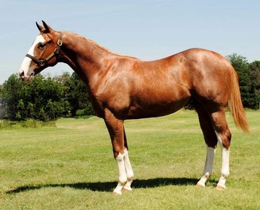 APollitical Chad
Stallion
Racehorse