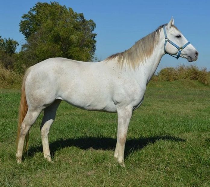 Sugar and Spice
Broodmare
Racehorse