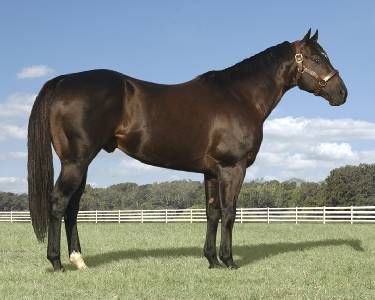Fit to Fly
Stallion
Racehorse