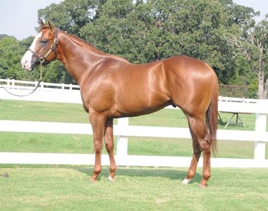 One Dashing Eagle
Stallion
Racehorse