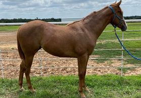 Heritage Place filly