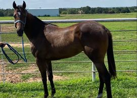 Heritage Place filly