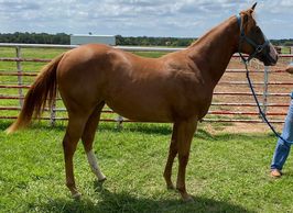 Heritage Place filly