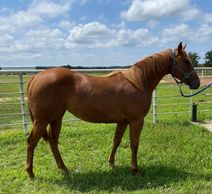Heritage Place Filly
