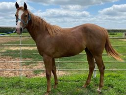 Heritage Place Filly