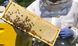 Medium super frame of capped honey.