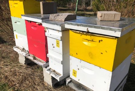 Hives in early spring in Easton, Talbot County, Maryland