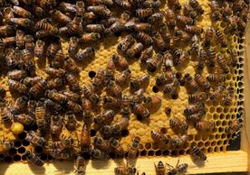 Queen bee on solid pattern of capped brood.