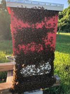 Honeybee hive "bearding" in the heat of summer.