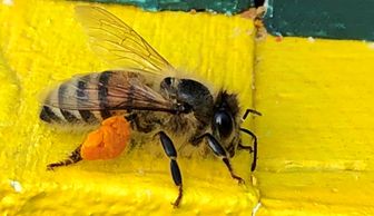 Honey bee with pollen.