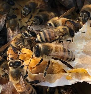 Honey bees eating pollen patty in late winter.