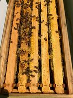 5-frame nucleus hive in Oxford, Maryland