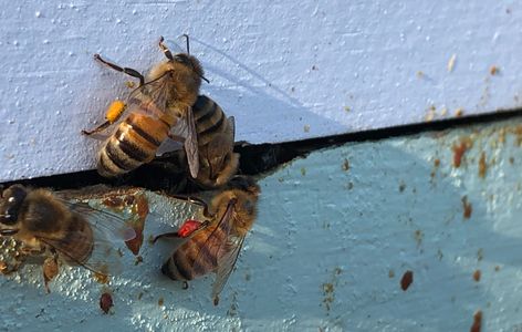 Bees finding some pollen on a 55-degree afternoon in January.