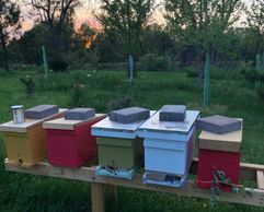 5-frame nucleus hives in Easton, Maryland