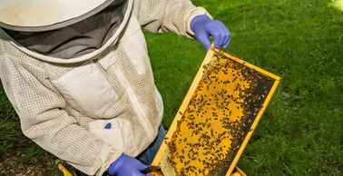 Frame of mostly capped brood, with capped honey in upper corners and undrawn foundation at bottom