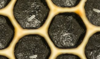 One-day old honey bee eggs.