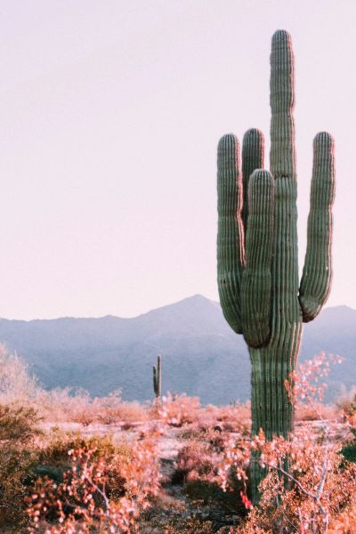 Tall cactus in a desert landscape.