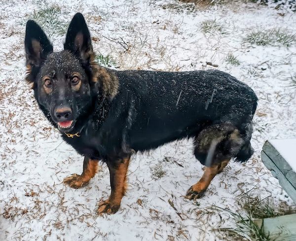 German Shepherd standing in the snow looking up.