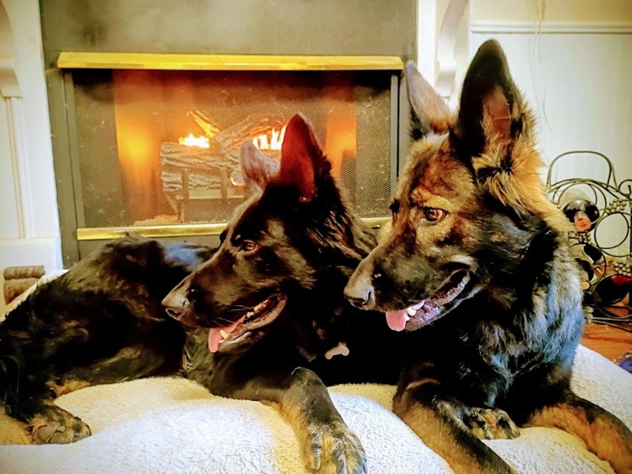 Two German Shepherd dogs resting by a cozy fireplace.