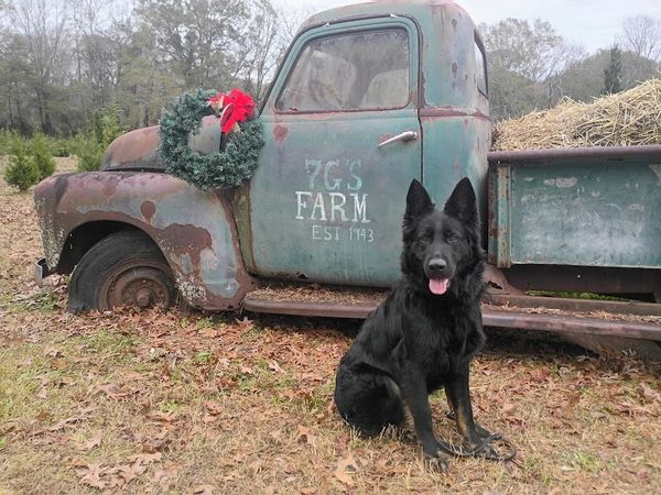 Black dog sitting in front of an old truck with a Christmas wreath.