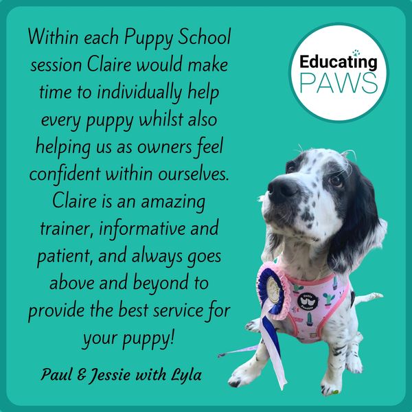 puppy classes near me