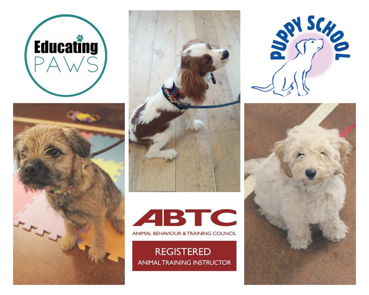 puppy classes north walsham, puppy training north walsham, dog training north walsham