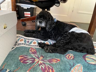 Bentley the law dog catching a snooze under Julia's desk.
