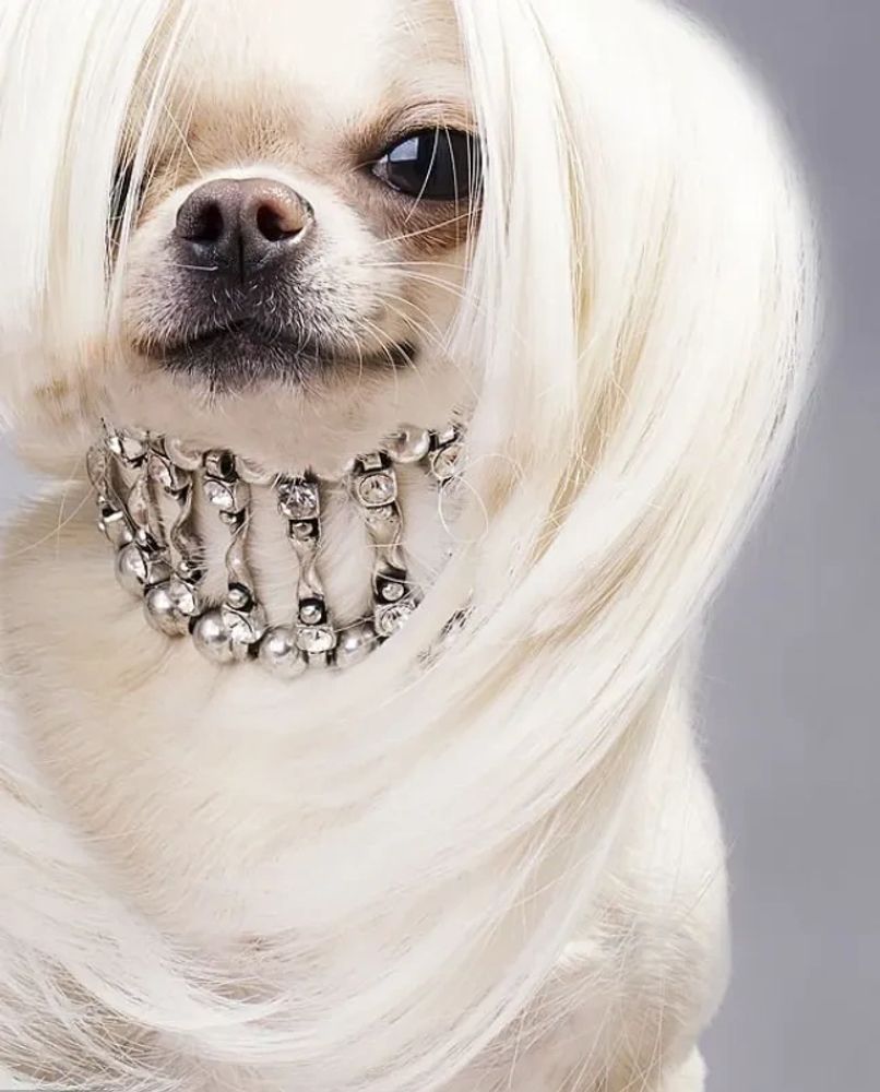 Fancy dog in a stylish dog collar