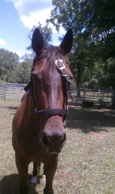 A Brown Color Horse Face Close Up Shot