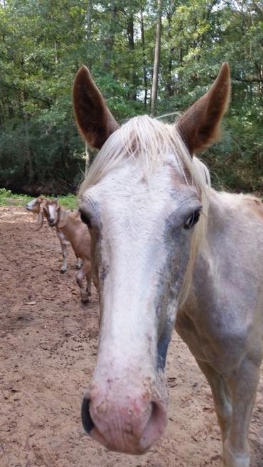 White Color Mane of a Brown Color Horse Close Up