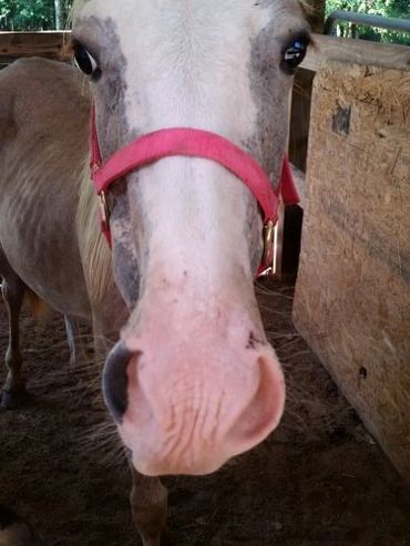 Close up shot of a white color horse looking at the camera