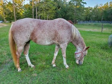 A White Horse With Reddish Patches Grazing on Grass