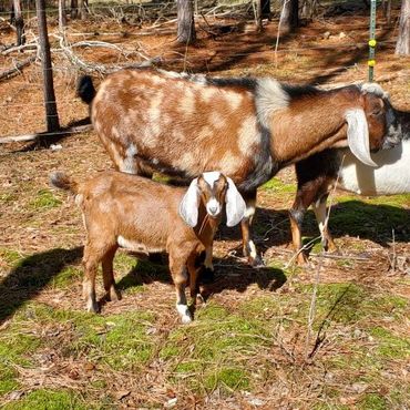 Mother goat and a baby goat
