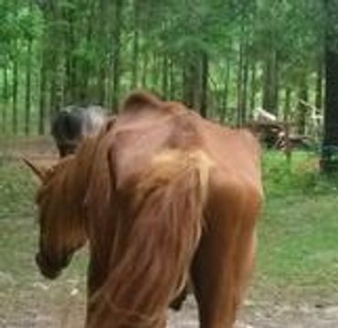 A Brown Color Horse Back Side View Around Woods