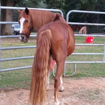 Back side shot of a brown color horse inside a field