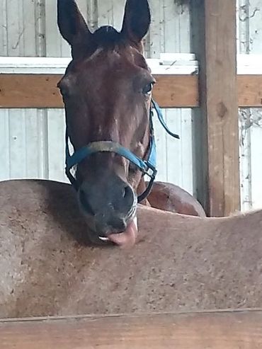 A Brown Horse With its Tongue Out in a Stable