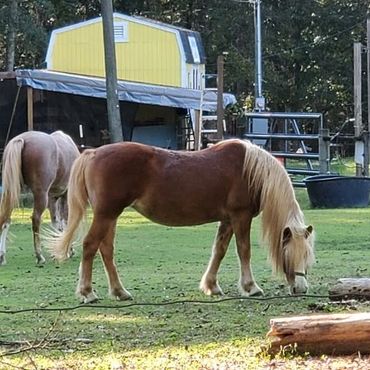 A Brown and White olor Horse Grazing on Grass