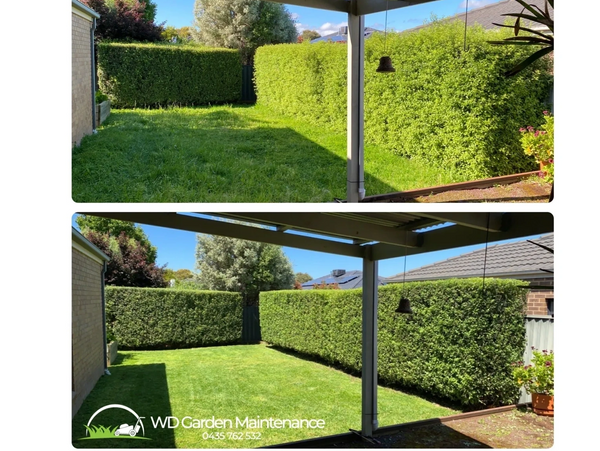 Before and after garden maintenance showing trimmed hedges and freshly mowed lawn.
