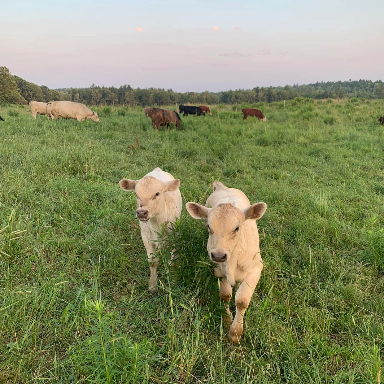 Shaw Farms little white calves in the pasture in South Paris, Maine